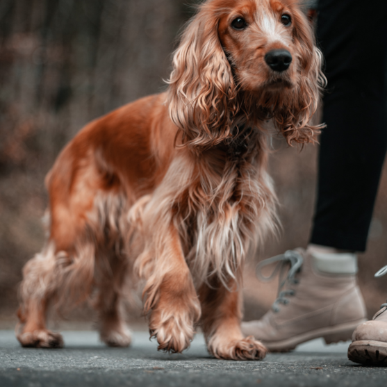 brown cocker spaniel brown cocker spaniel adult
